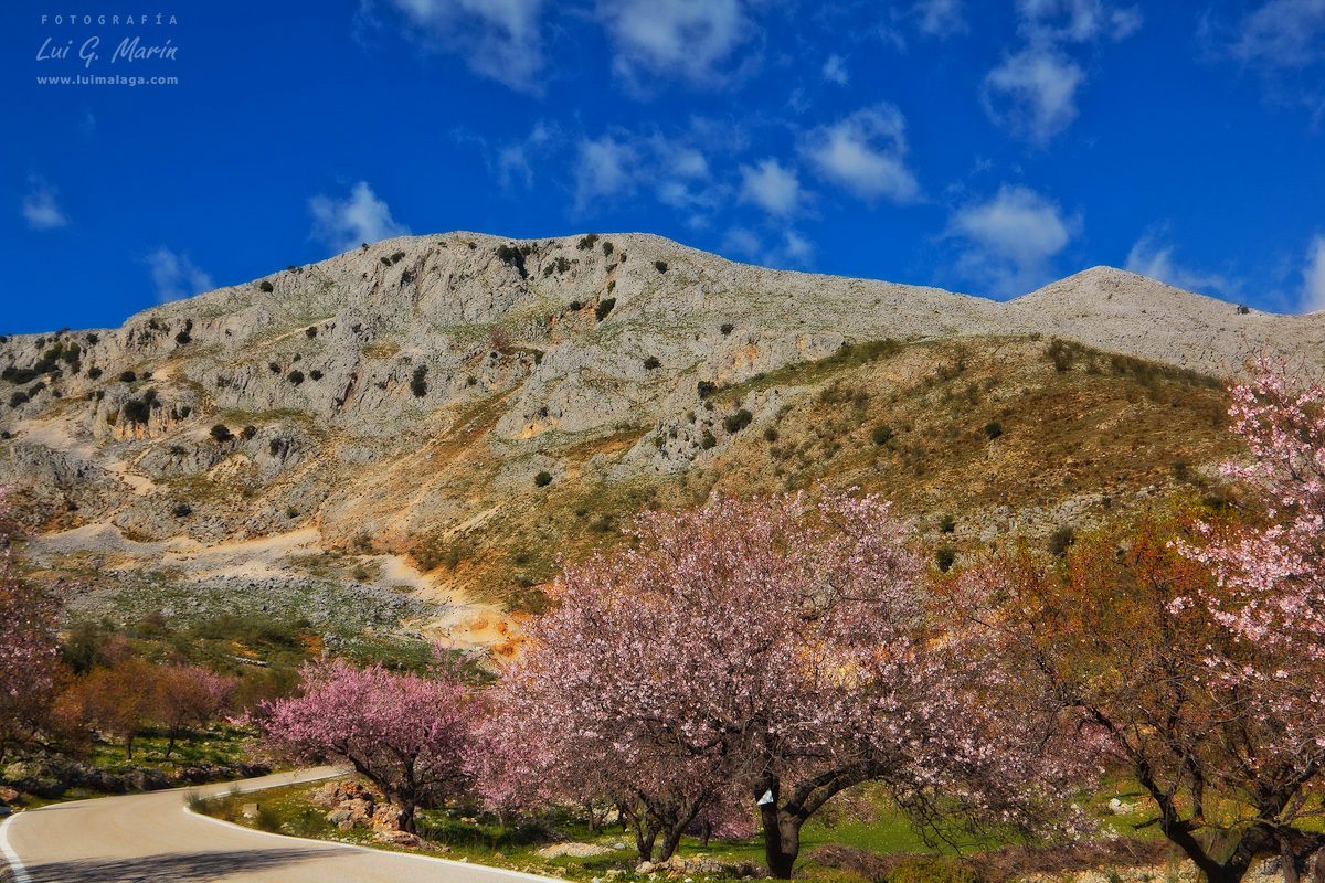 Rutas de senderismo para ver el Almendro en Flor en Málaga