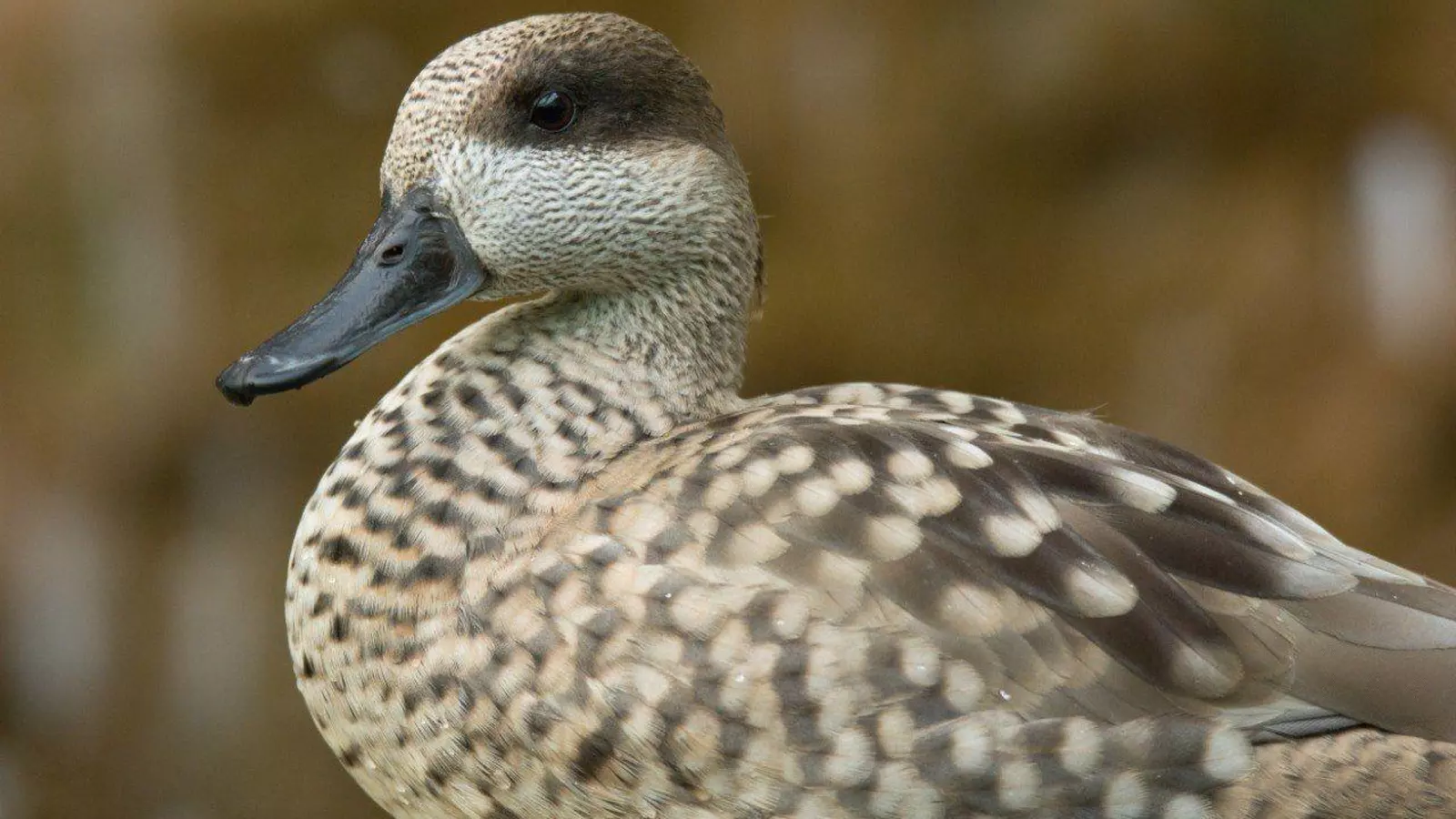Un pato salvaje encontrado en una playa de Benajarafe, primer caso de gripe aviar en Málaga