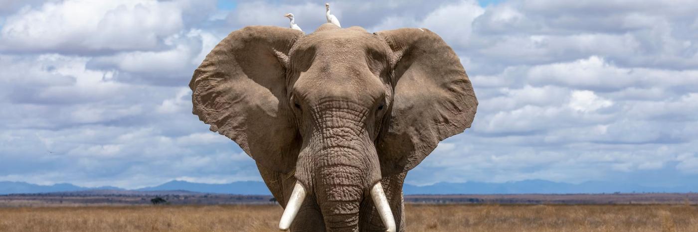 El cerebro del elefante: mucho más que memoria