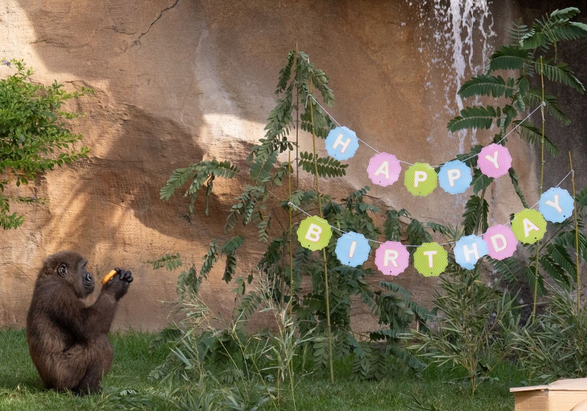 El primer gorila nacido en Andalucía cumple cinco años mientras aprende jugando