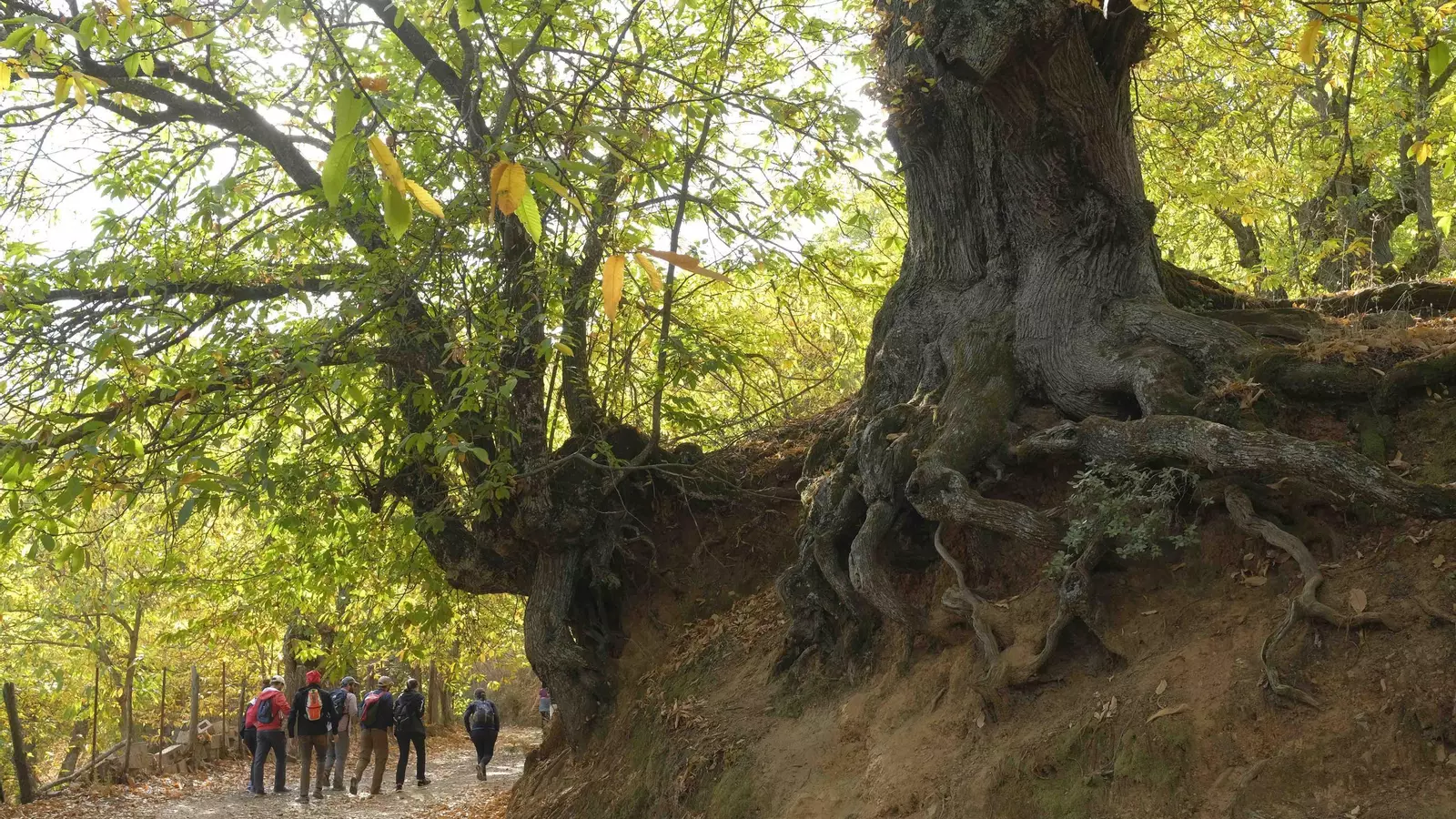 Parece Suiza, pero está en Málaga: la ruta de senderismo que todos quieren recorrer este otoño