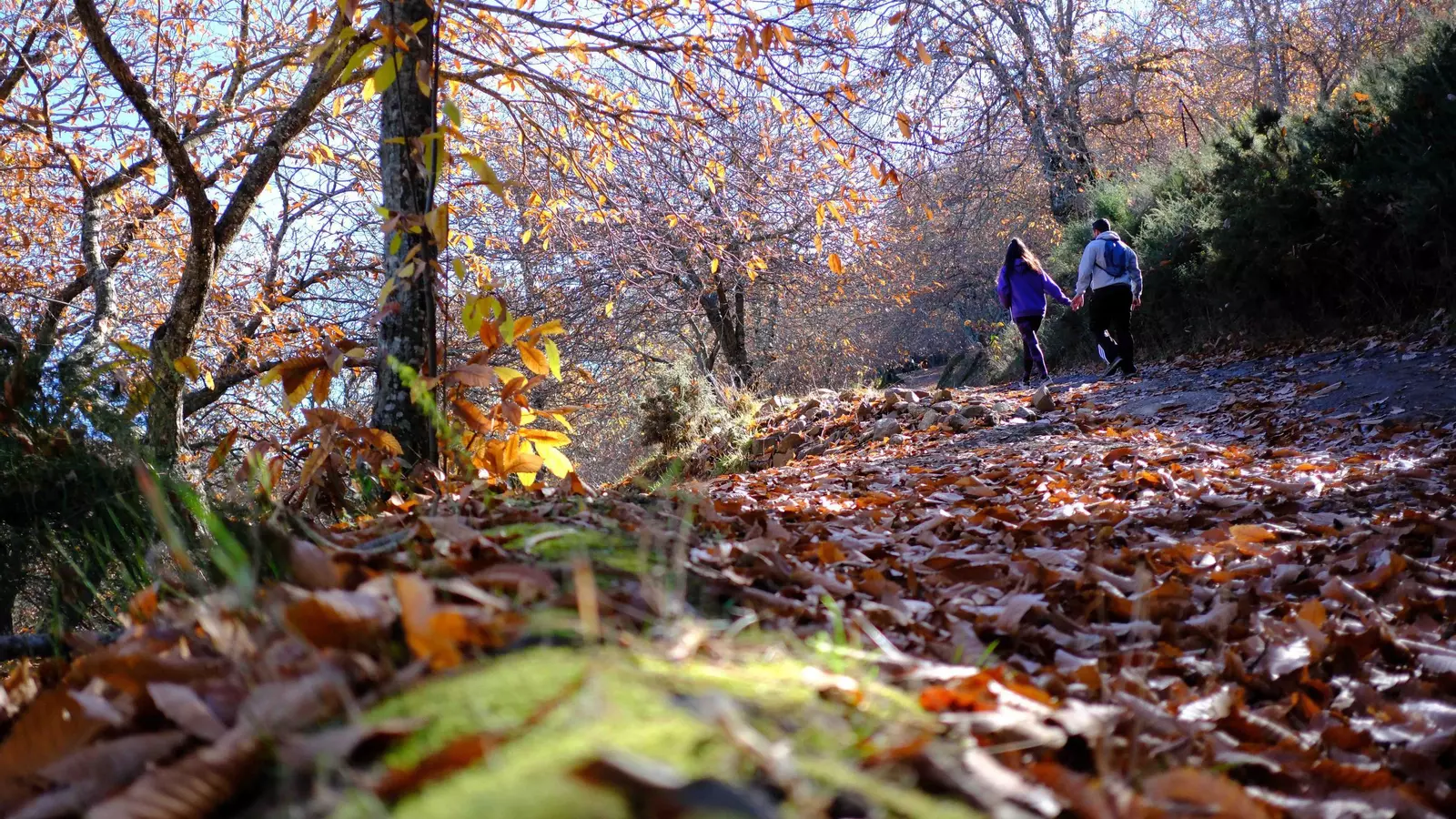 Bosque de Cobre, última oportunidad para visitarlo en la Serranía de Ronda