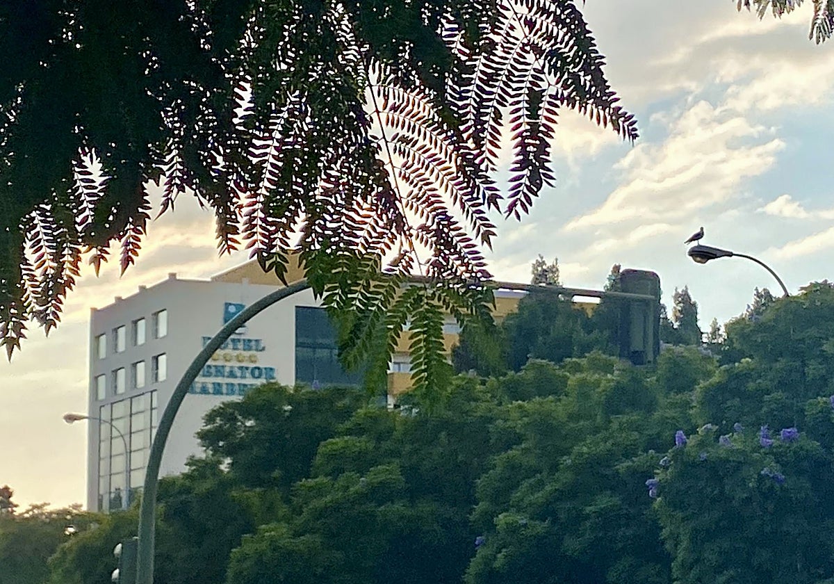 Meliá confirma que reformará el Senator Marbella para abrir su decimosexto hotel en Málaga