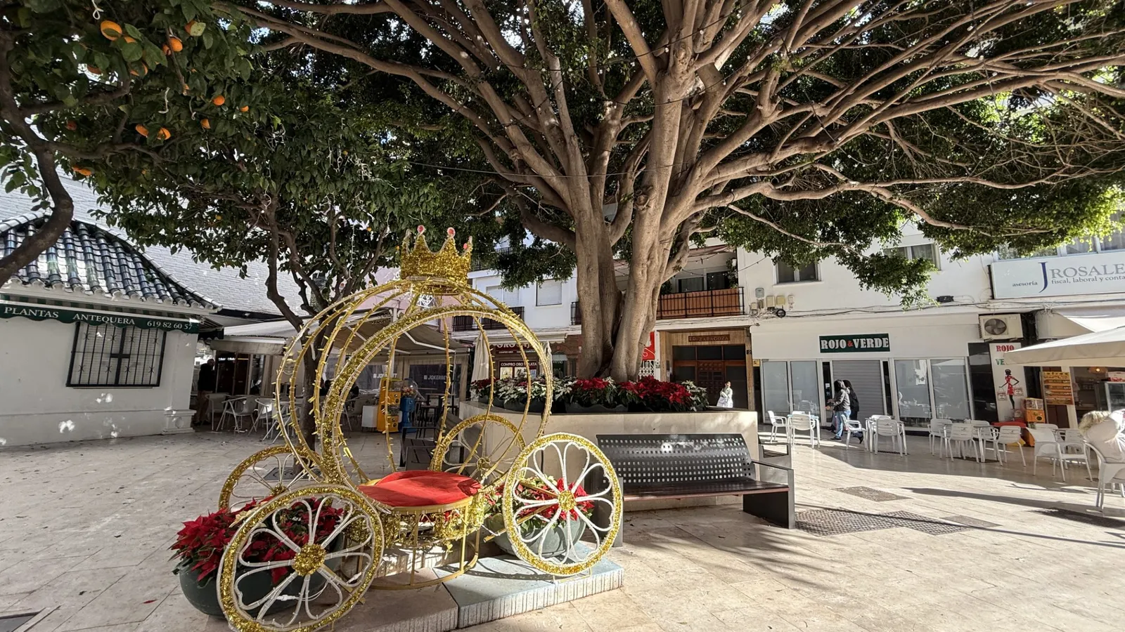 Estepona refuerza el embellecimiento floral navideño con 23.000 plantas