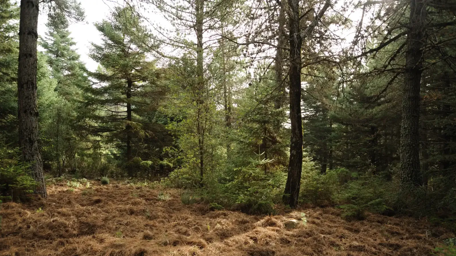 Este sendero de Málaga te lleva hasta un árbol con más de 400 años y vistas hasta África
