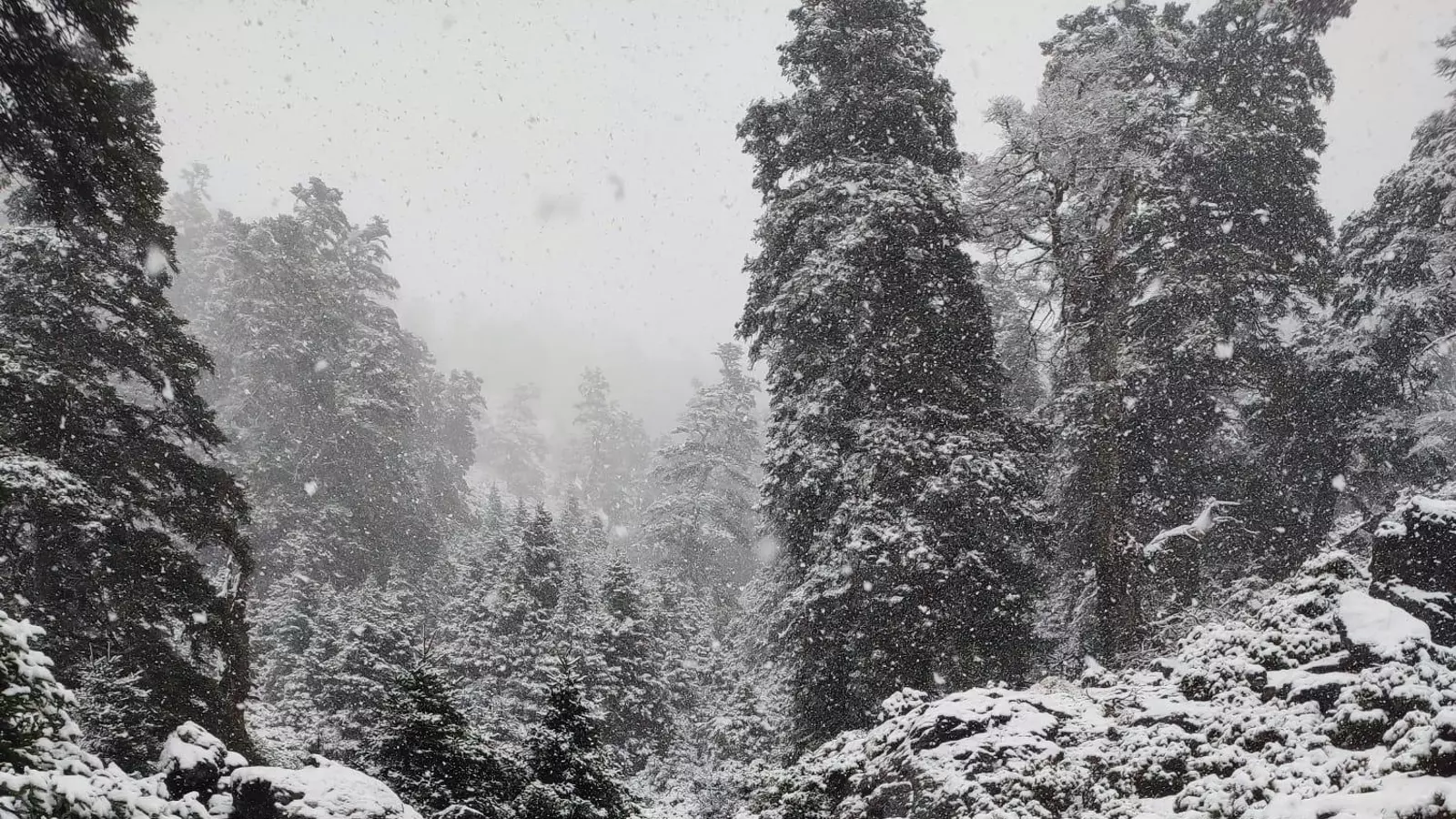 El Parque Nacional Sierra de las Nieves se vuelve a vestir de blanco