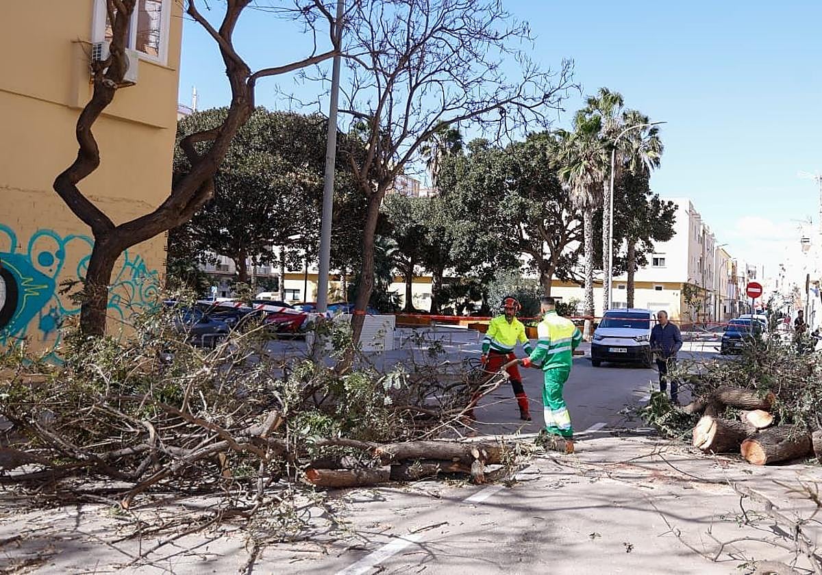 Temporal de viento en Málaga: carreteras cortadas y parques y jardines cerrados