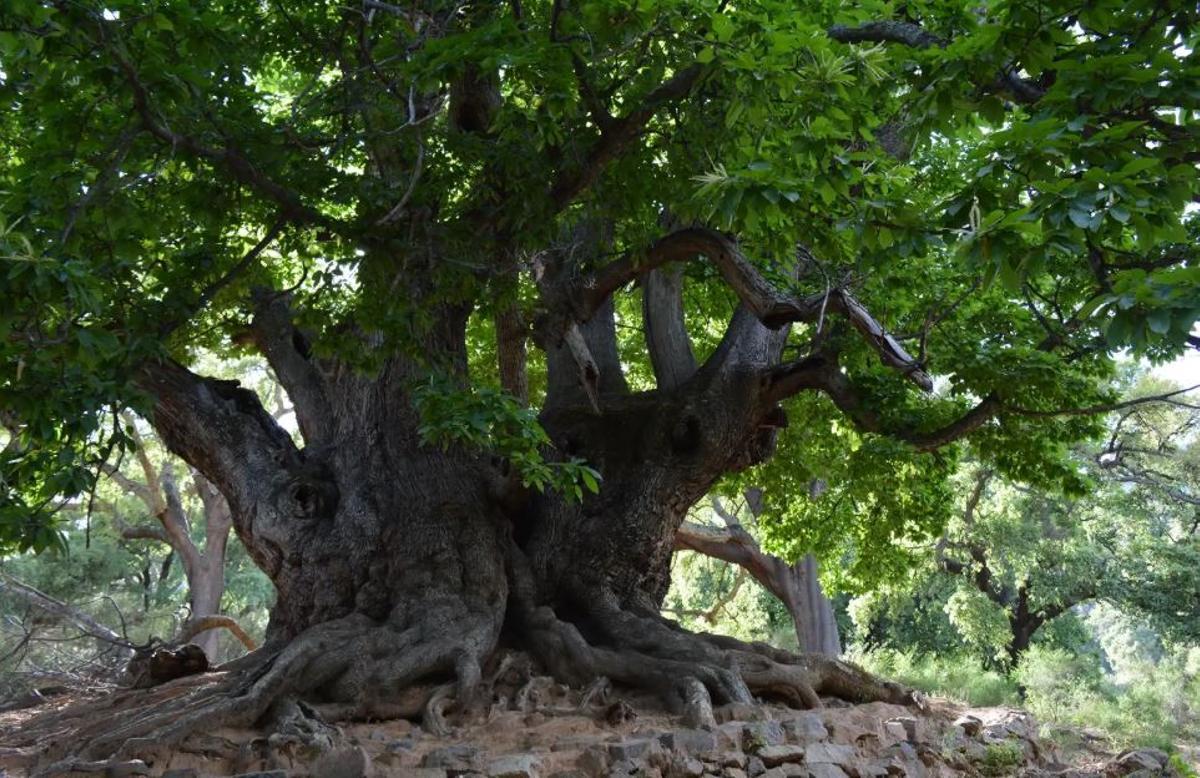 Piden declarar el Castaño Santo de Istán como Monumento Natural de Andalucía