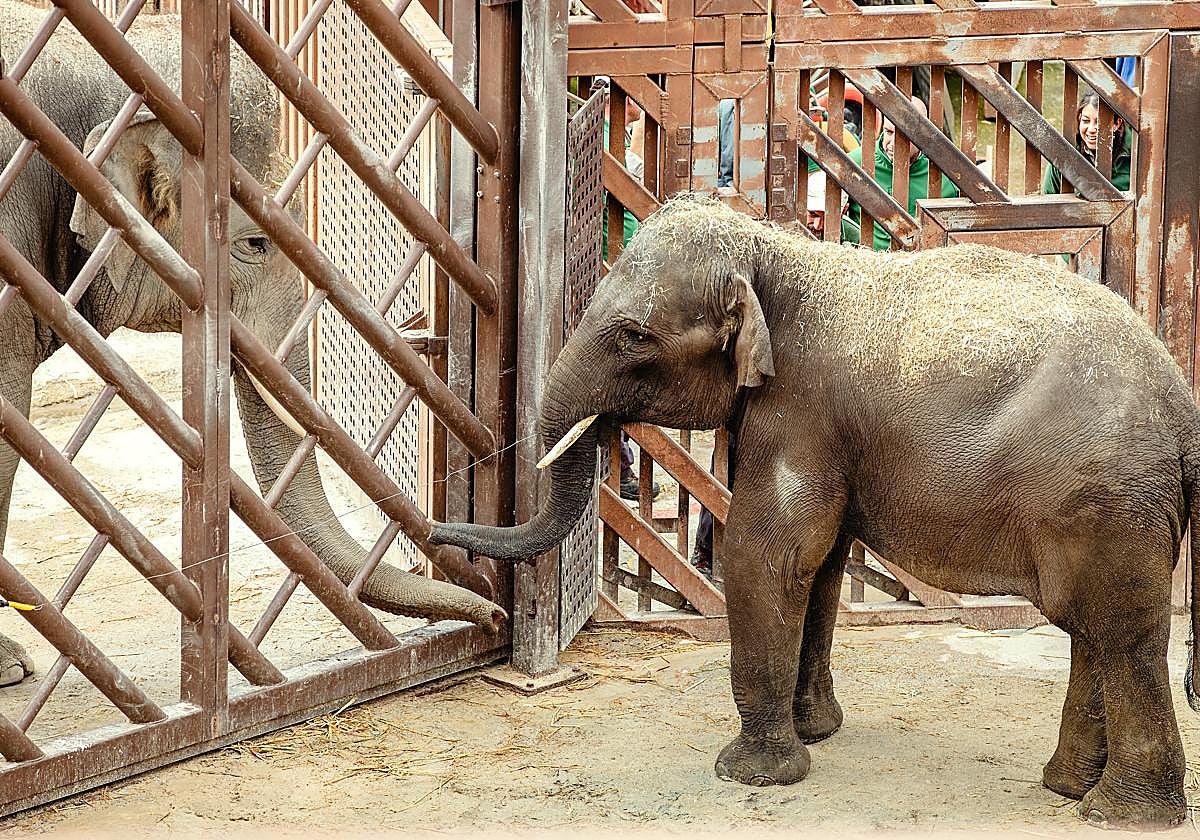 Selwo Aventura en Estepona recibe a Hope, un elefante asiático de Sumatra de seis años procedente del Zoo de Madrid
