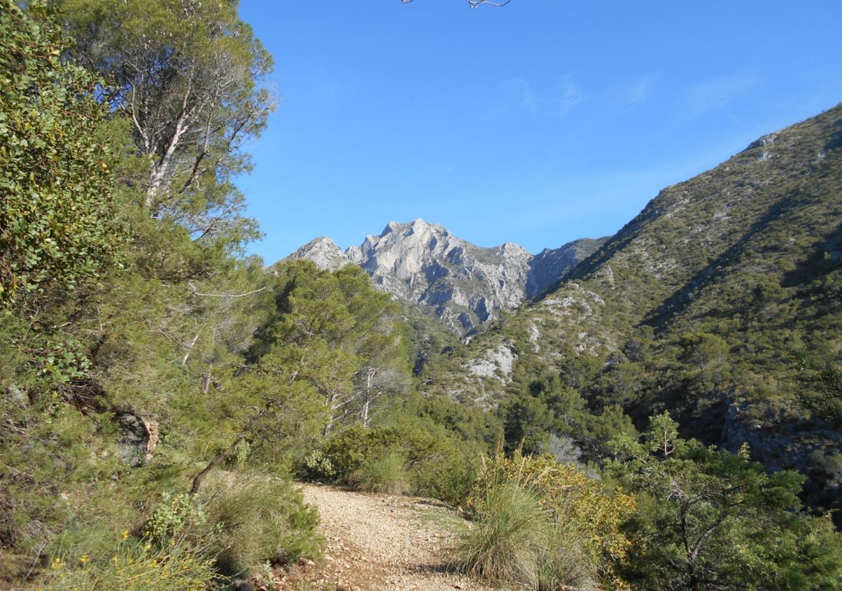 Three hiking routes near Marbella to discover Sierra Blanca: from pine forests to the summit of La Concha