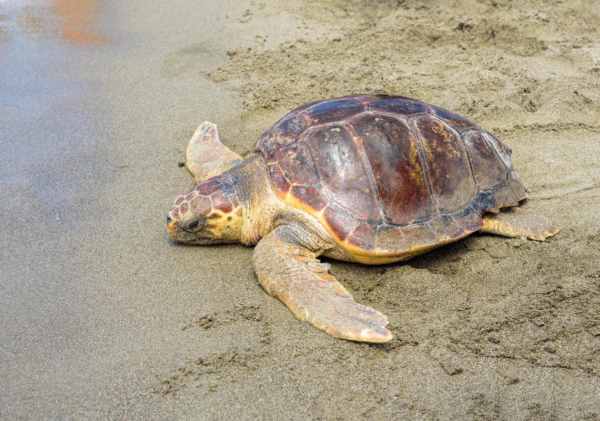 Pepa returns to the sea in Benalmádena: the loggerhead turtle rescued twice gets another chance in the Mediterranean