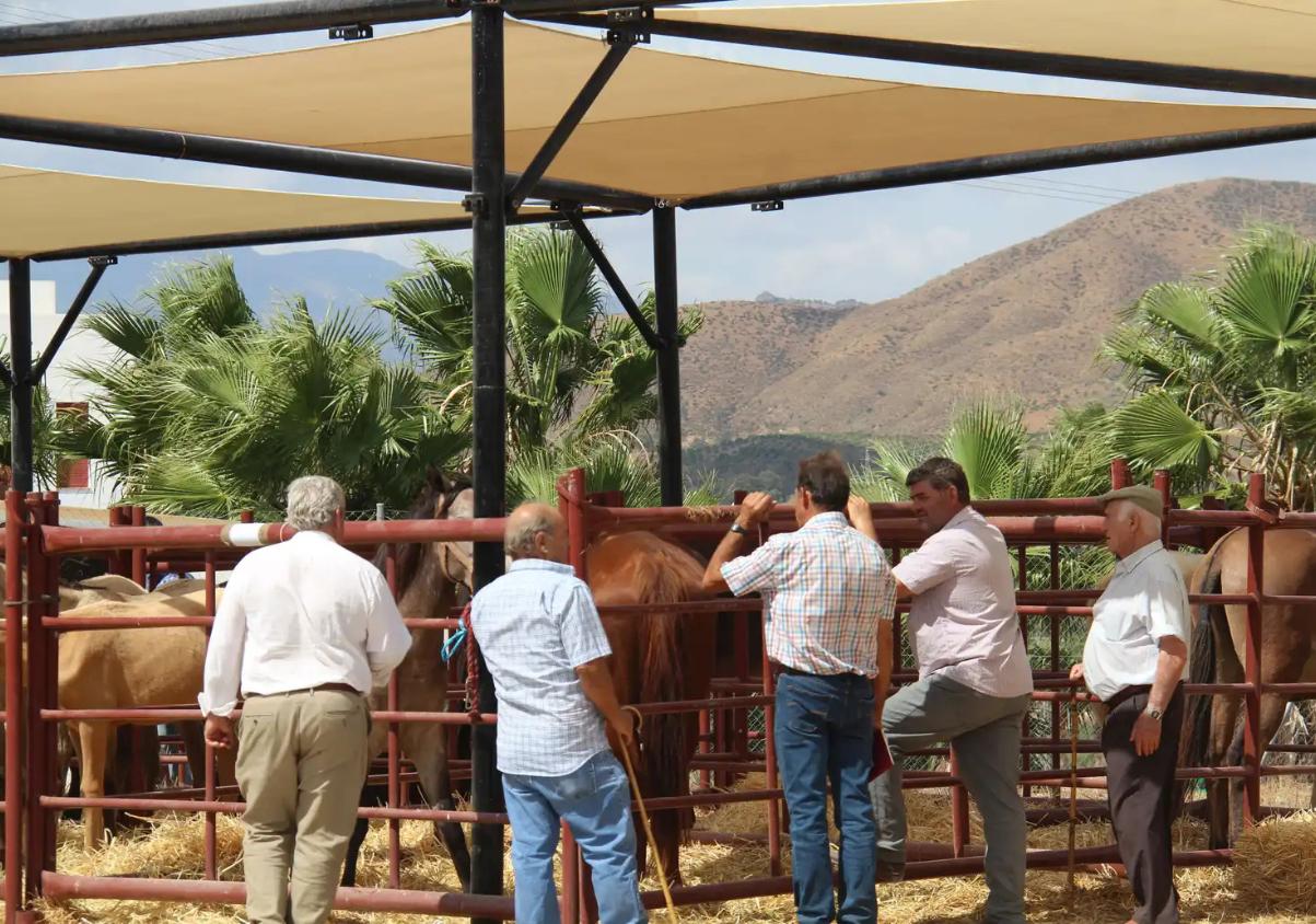 Cártama recupera su tradición ganadera con tres días de feria, caballos y doma en libertad