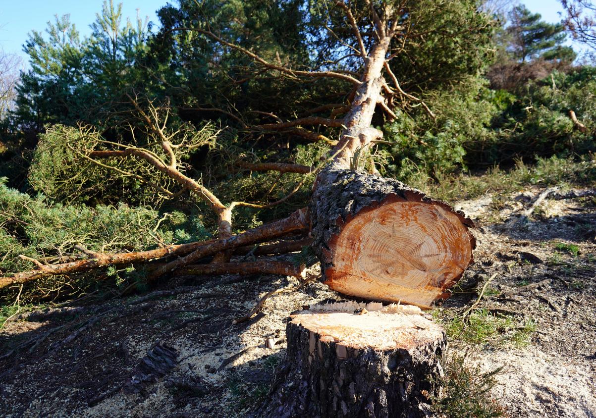 Málaga completes first phase of strengthened urban tree safety inspections after checking more than 1,660 trees
