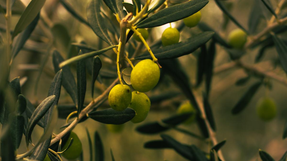From Antequera to South Korea: Finca La Torre strengthens the international reach of its extra virgin olive oil
