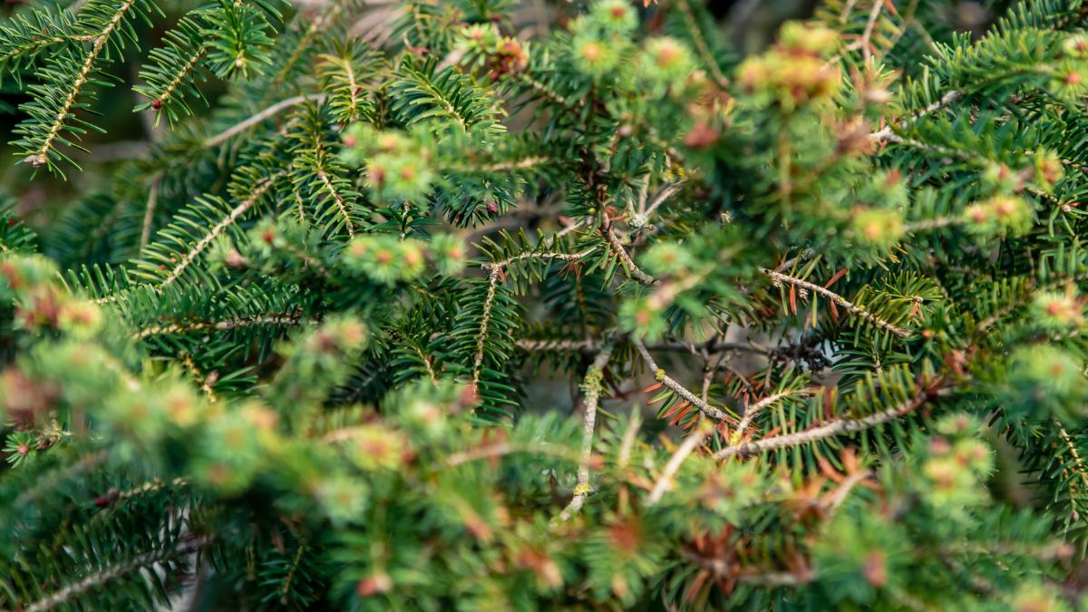 Málaga busca nuevos refugios para el pinsapo con una plantación de 150 árboles en Cortes de la Frontera
