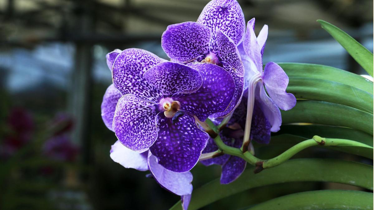 Estepona’s orchids will create music in a new interactive installation