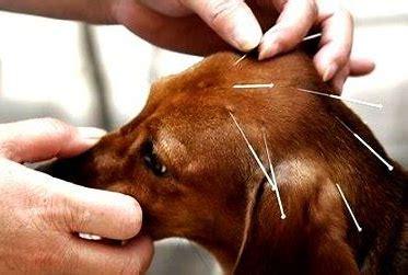 Desde perros y gatos hasta pingüinos y llamas, el tratamiento de animales con acupuntura se ha vuelto común en la medicina veterinaria