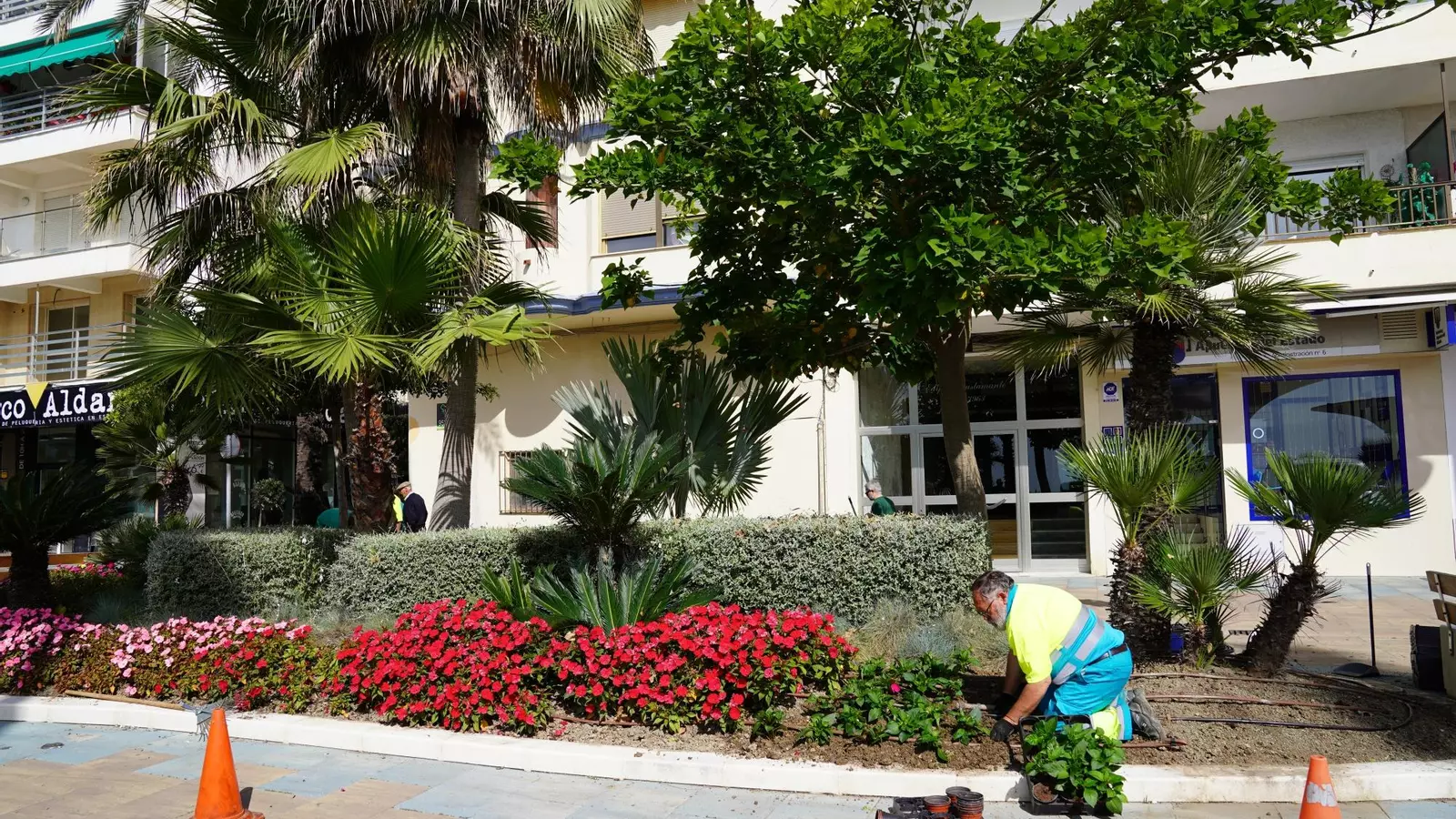 Estepona plantará más de 400.000 ejemplares de flor para embellecer las zonas verdes