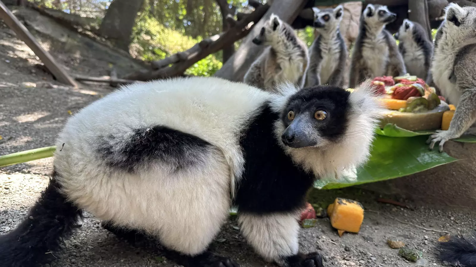 Buba, el lémur blanco y negro de Selwo Aventura Estepona, celebra su 13 cumpleaños