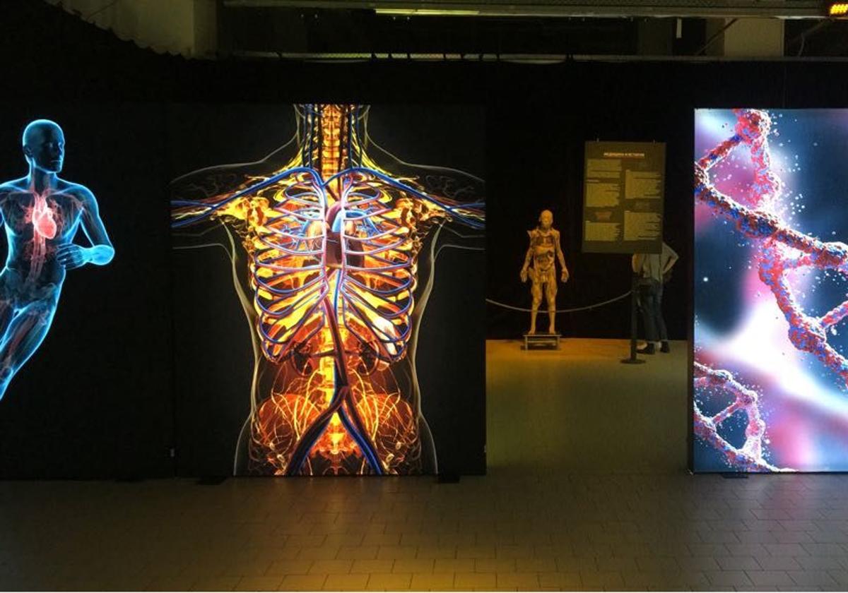 El cuerpo humano, protagonista de una exposición en Málaga Factory