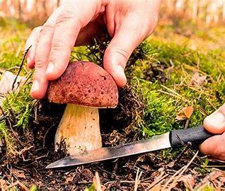 Comer setas puede salvar el planeta: por qué la micología es clave para una alimentación sostenible