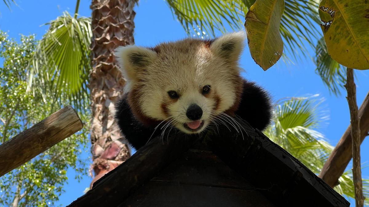 Jannik, un macho de panda rojo, llega a Selwo Aventura