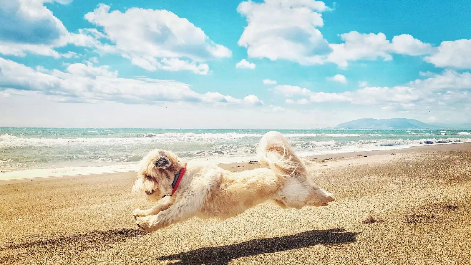 La playa para perros de Málaga que 