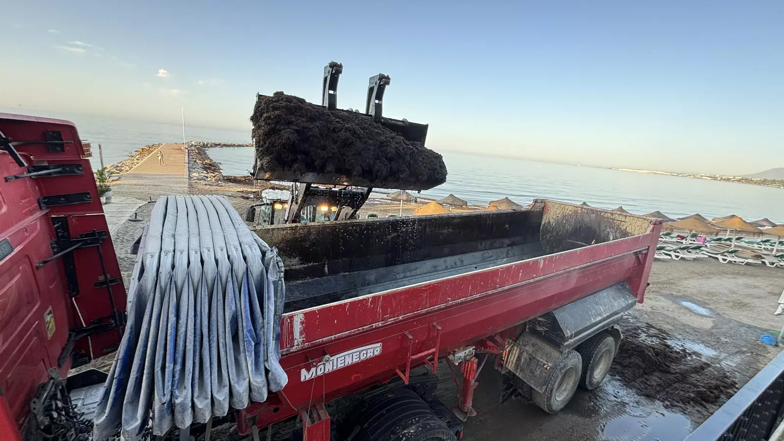 Marbella retira 1.800 toneladas del alga invasora en la primera quincena de julio