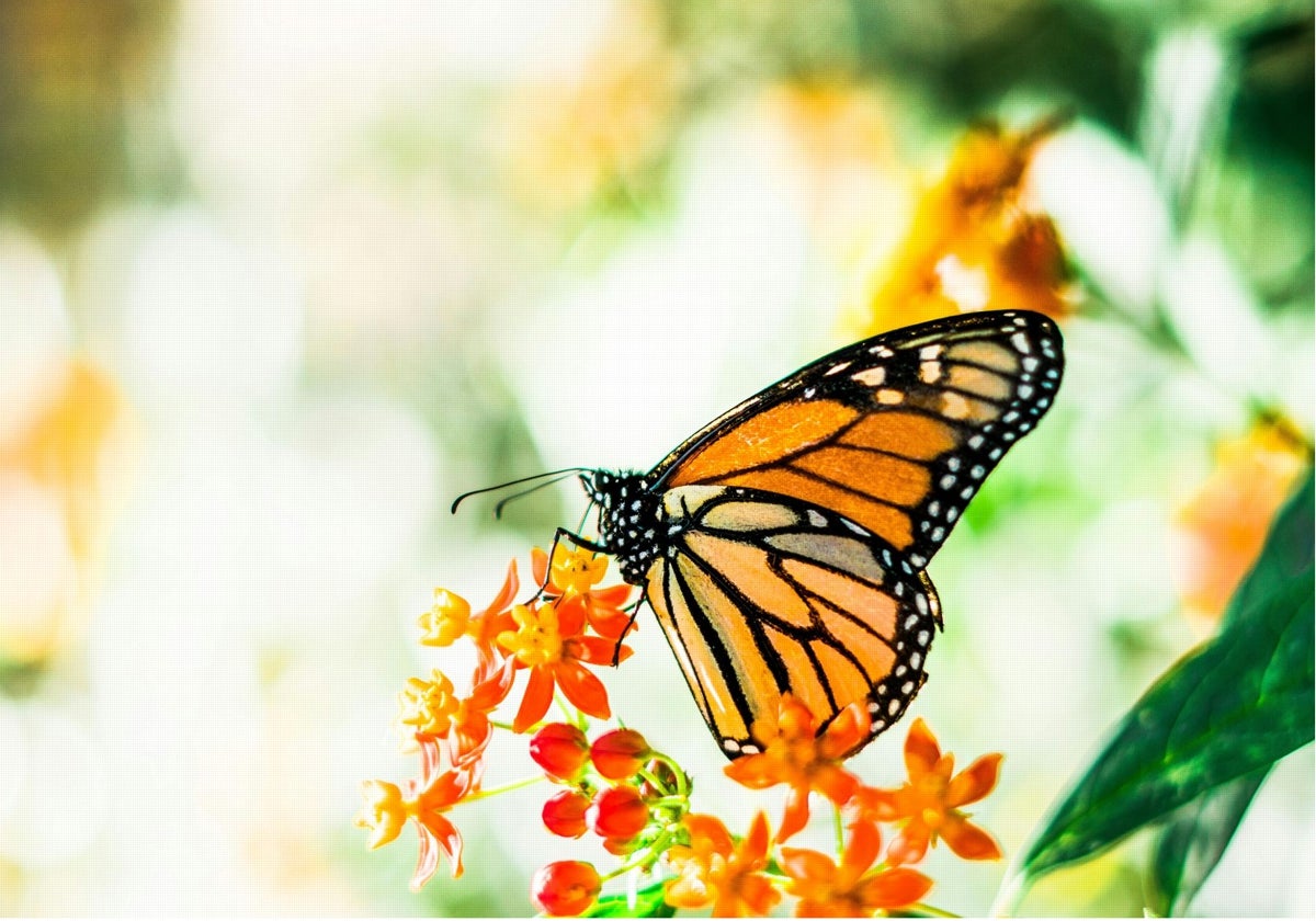 Proteger a la monarca, primer paso para crear un mariposario al aire libre en el Parque de la Paloma