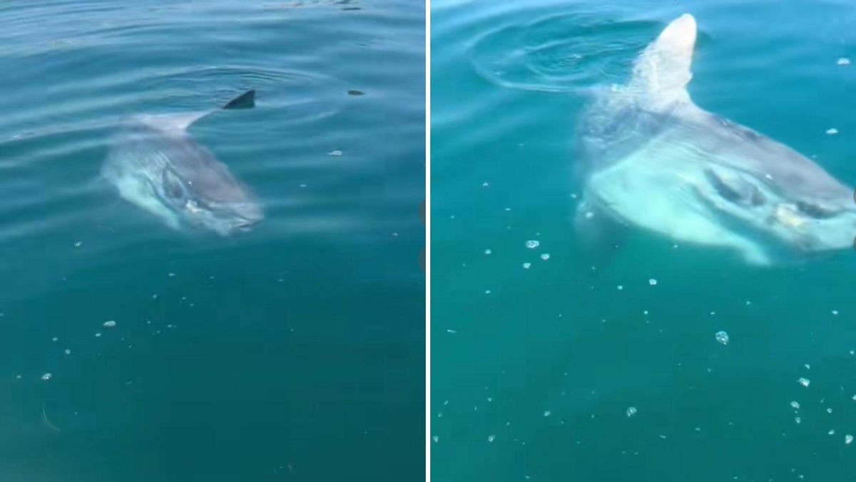 Avistado en Marbella un pez luna, uno de los peces más grandes del mundo