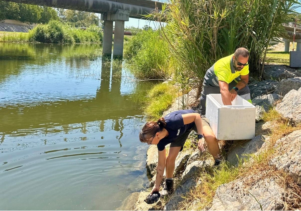 'Operación tortuga' en Fuengirola