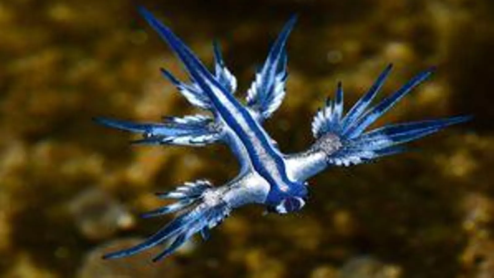 El dragón azul, visto en las playas de Mijas: 
