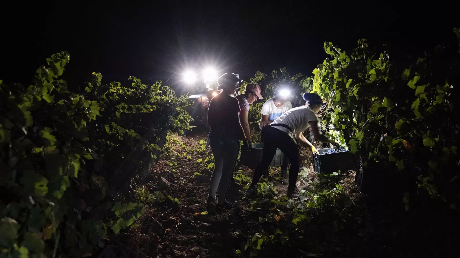 La noche, aliada de las vendimiadoras en la Serranía de Ronda