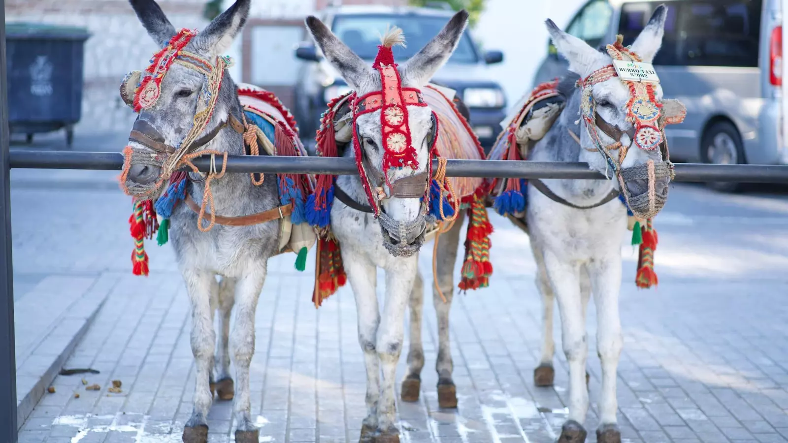 Animalistas pedirán en una nueva concentración 