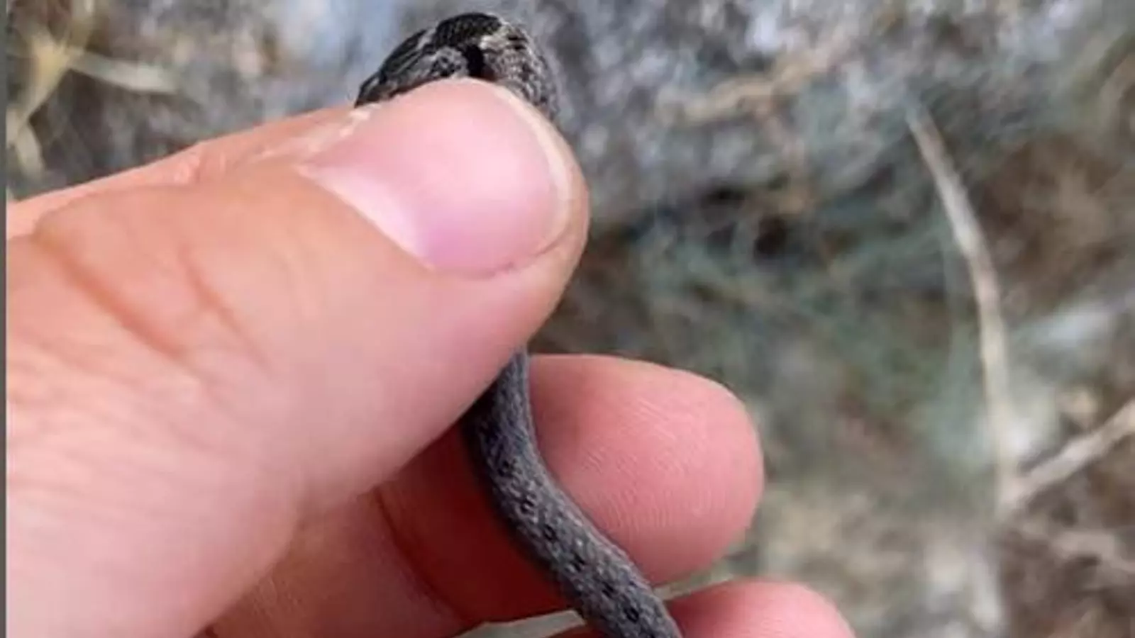 Un visitante sorpresa en el Torcal de Antequera: una culebra bebé se cuela en el edificio