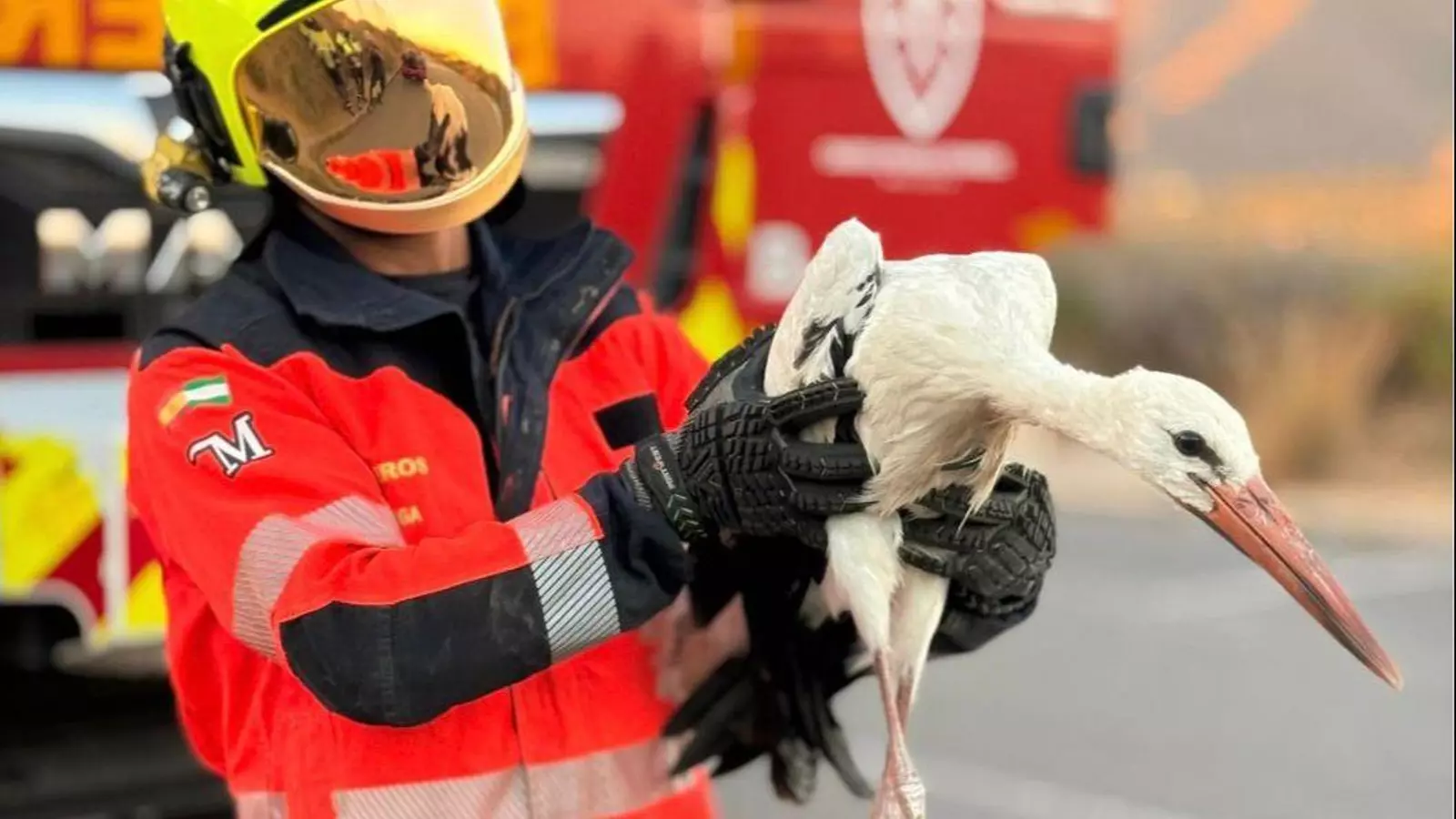 Bomberos de Estepona rescatan a una cigüeña atrapada en un cañaveral en Arroyo de Enmedio